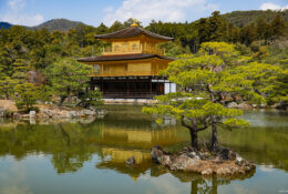 Japan_Sakura_2025 (38/79)